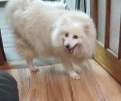 Lost dog