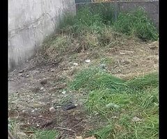 Belfast rubbish and recycling service. - Image 3/10