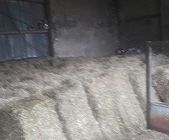 100 bales of meadow hay no fertiliser good stuff
