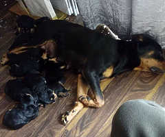 Rottweiler pups pure bread