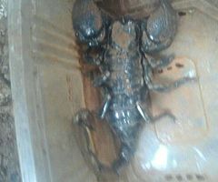 150+grams black scorpions for sell