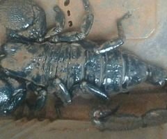 150+grams black scorpions for sell