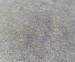 Astro turf