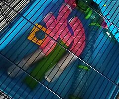 Hamster cage - Image 6/6