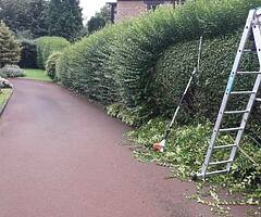 Micks tree care and garden service  - Image 1/10