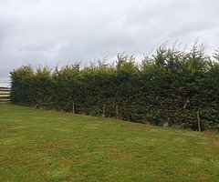 Micks tree care and garden service  - Image 6/10