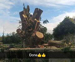 All tree services.