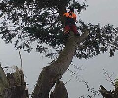 All tree services.