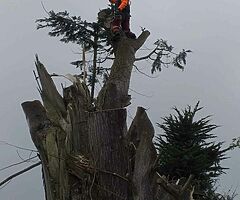All tree services. - Image 3/4