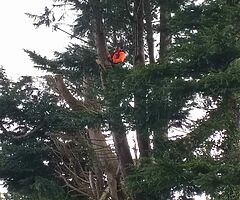 All tree services. - Image 4/4