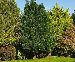 Unique cleaning and tree surgeons