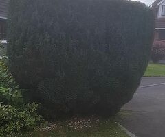 Unique cleaning and tree surgeons - Image 6/10