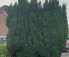 Unique cleaning and tree surgeons - Image 7/10