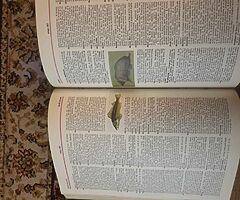Webster universal dictionary