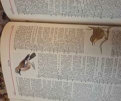 Webster universal dictionary
