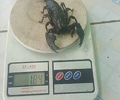For sale
