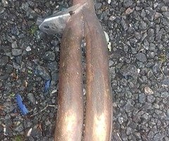 Honda parts