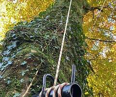 CC TREE SERVICE & GARDEN MAINTENANCE - Image 7/8