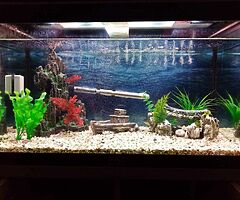 120 litre Fish Tank