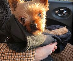 NOT SELLING!!!! FOUND A DOG!