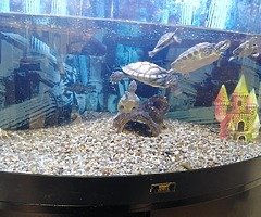 12 turtle need gone