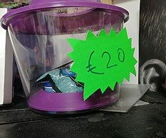 12 turtle need gone