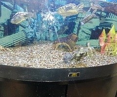 12 turtle need gone - Image 3/3