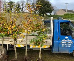 Bare root and Potted Trees for Sale