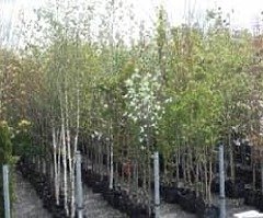 Bare root and Potted Trees for Sale