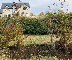 Bare root and potted Trees for Sale