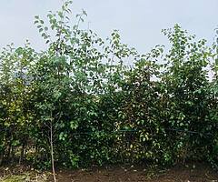 Bare root and potted Trees for Sale