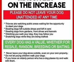 Announcement DOG THEFT