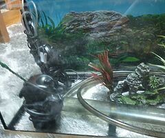 fish tanks *fishes are not inlcuded*