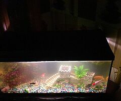 fish tanks *fishes are not inlcuded* - Image 3/4