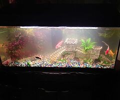 fish tanks *fishes are not inlcuded* - Image 4/4