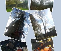 Trees and  hedges