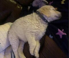 Looking for staff or pit