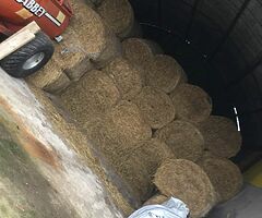 Hay