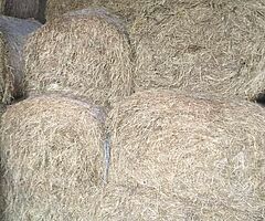 Hay