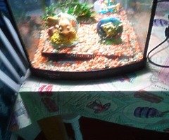 tank