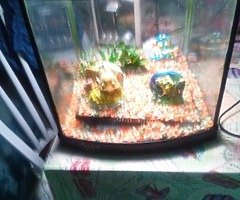 tank - Image 3/4