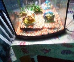 tank - Image 4/4