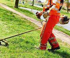 Tree care & gardening - Image 5/7