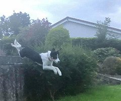 Triumph daytona track bike for sale - Image 4/10