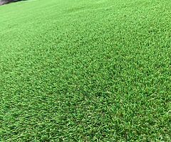 Grass