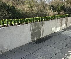 Box Hedging - Image 7/9
