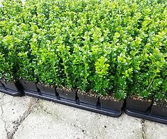 Box Hedging - Image 8/9