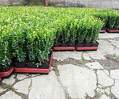 Box Hedging - Image 9/9