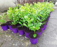 Laurel Hedging