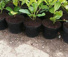 Laurel Hedging